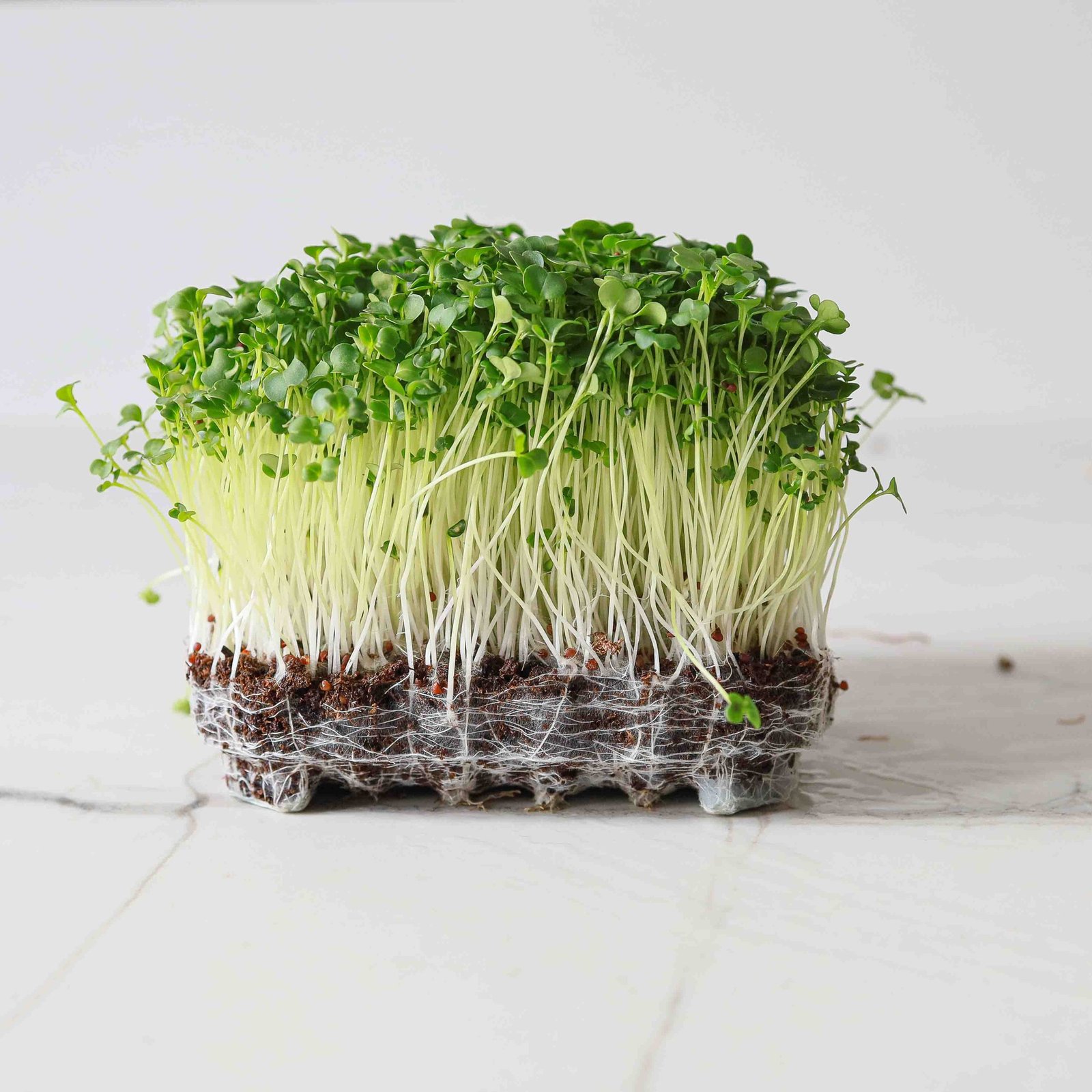 Microgreens de Brócoli