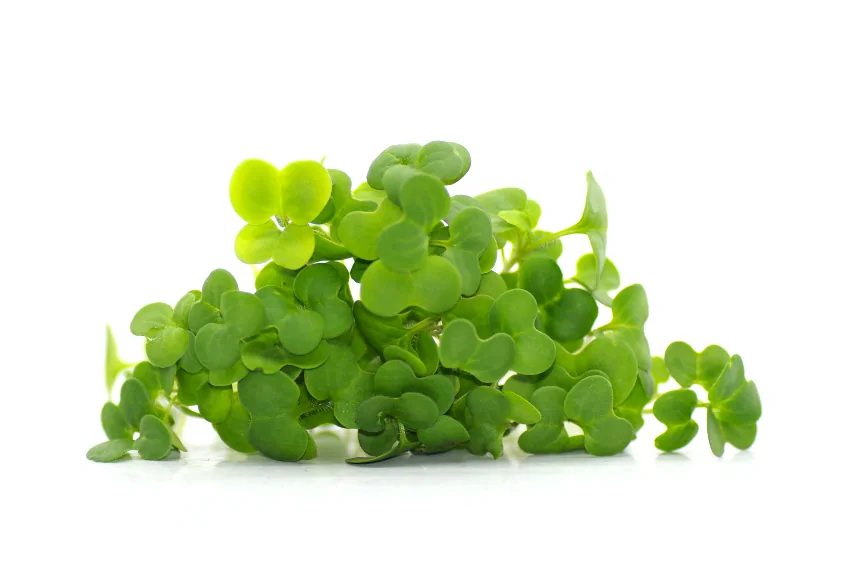 Microgreens de Brócoli
