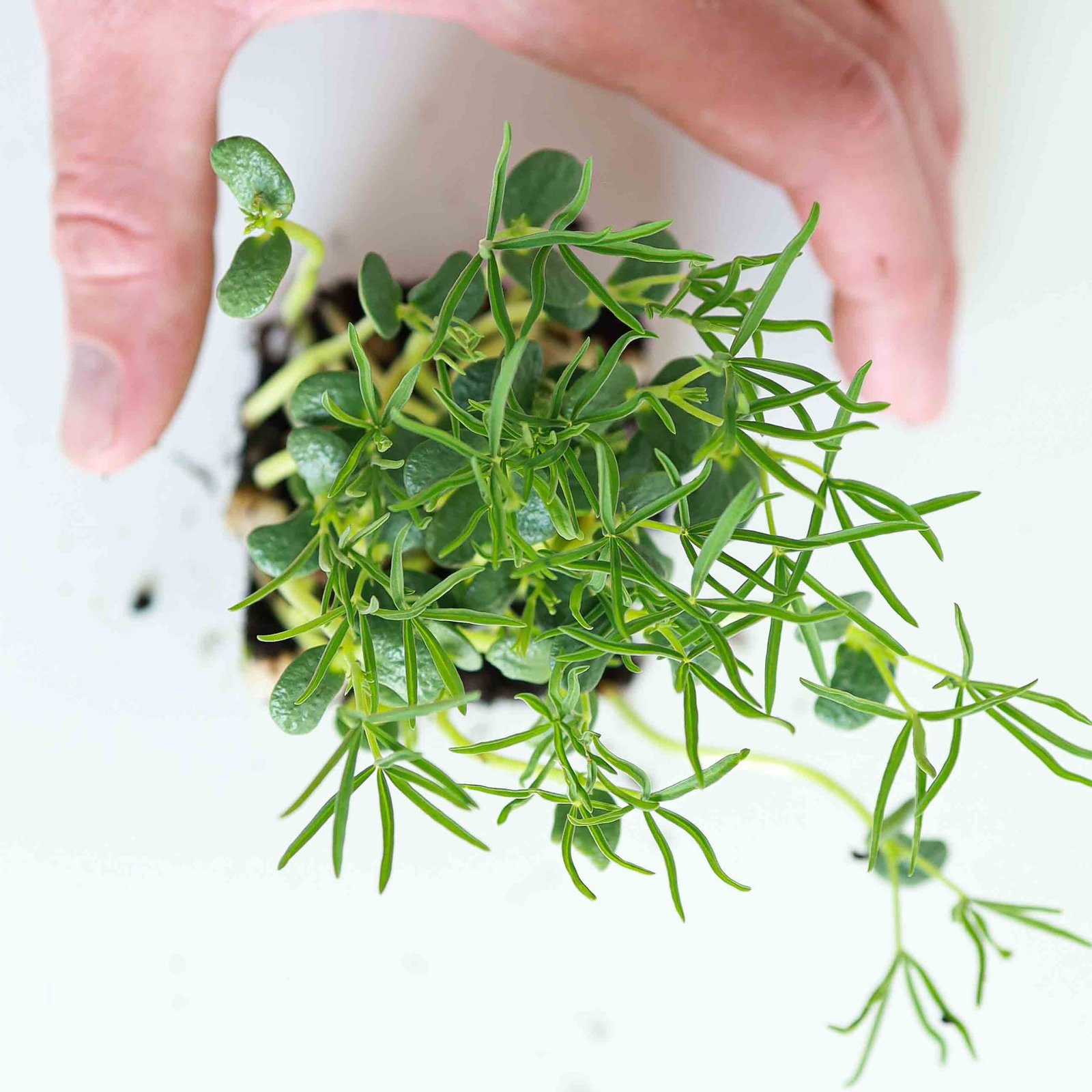 Microgreens de Altramuz