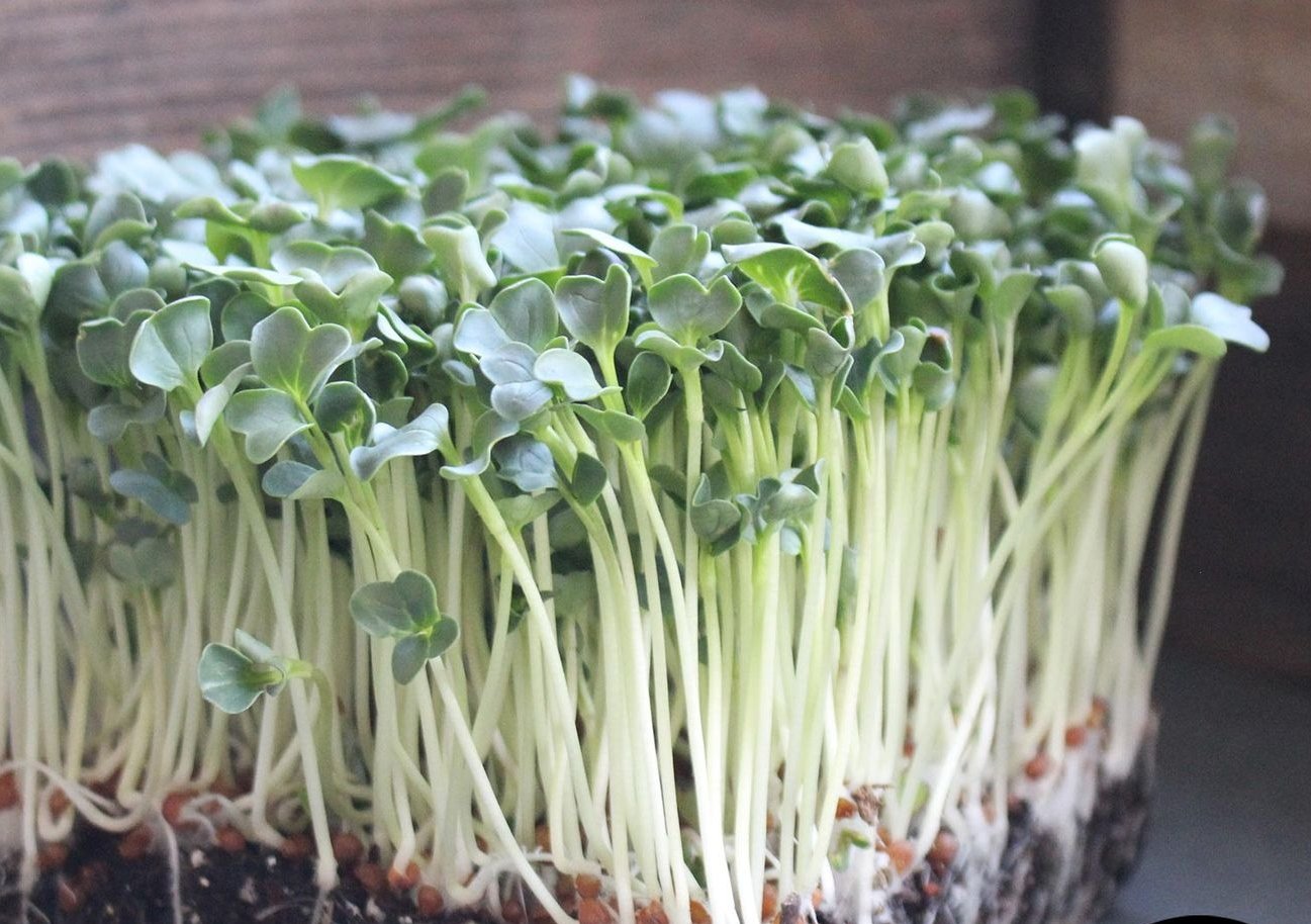 Microgreens de Rábano Daikon