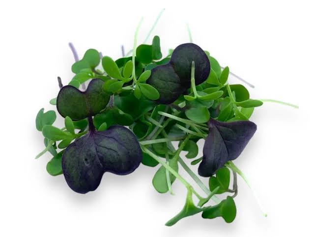 Perilla (Shiso) Microgreen
