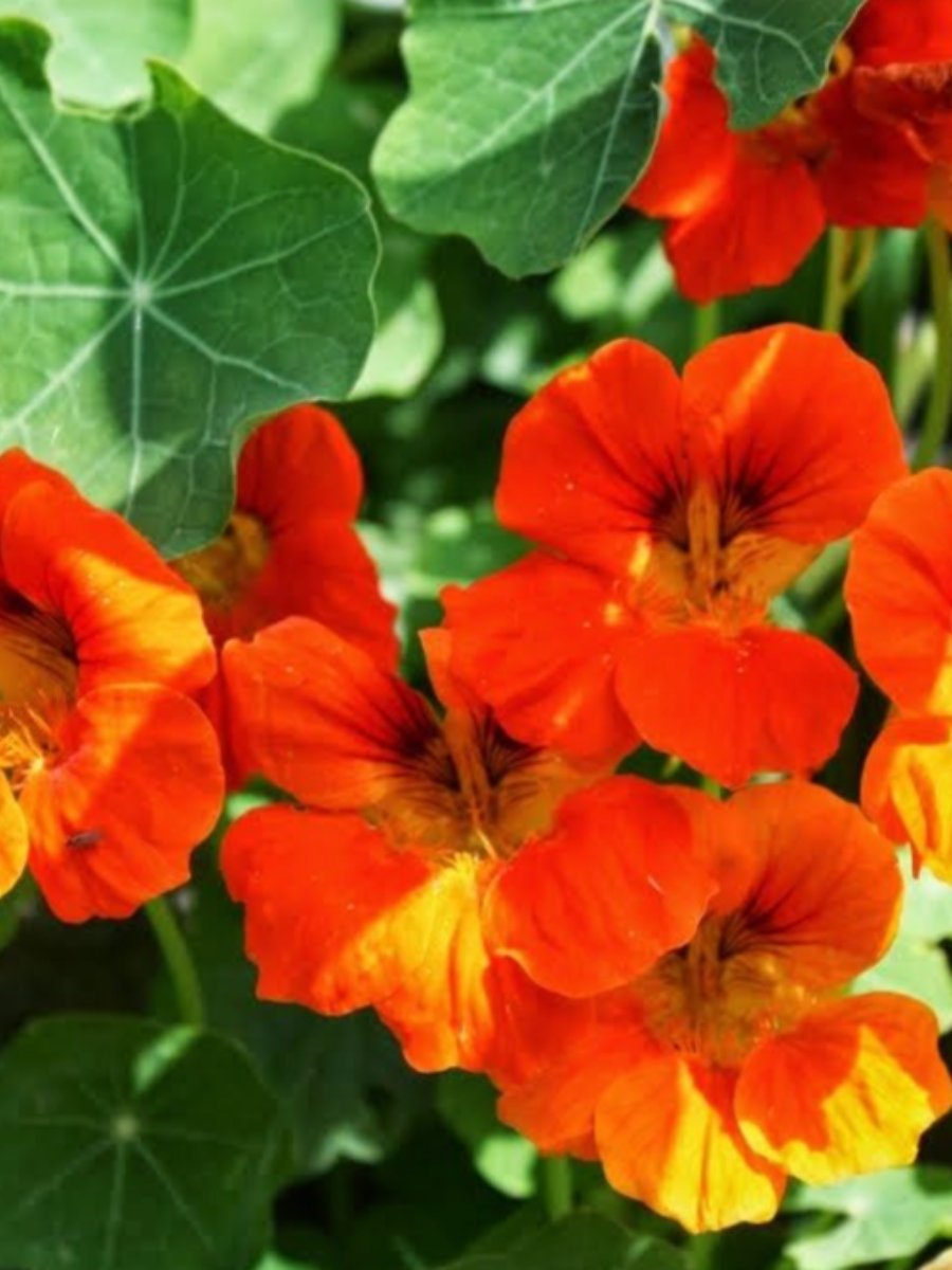Flores Comestibles