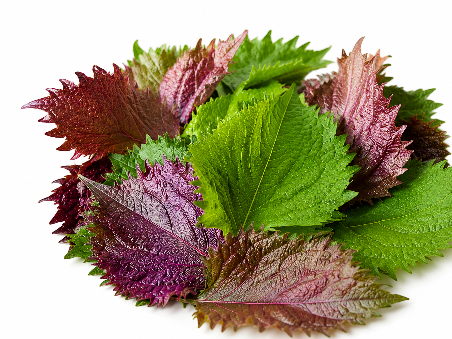 Hojas frescas de Shiso